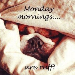 Monday Mornings.jpg