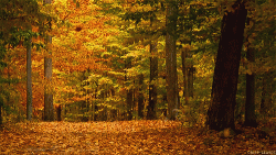 A nice Autumn Wind.gif