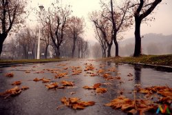rainy_autumn_by_maribol-d4i6fxp.jpg
