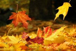 Falling-Leaves-dreamstime_11646793-2.jpg