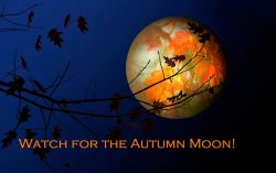 Autumn moon.jpg