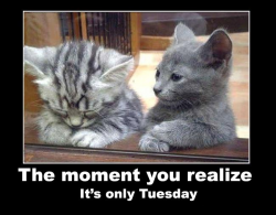 Its-Only-Tuesday.png