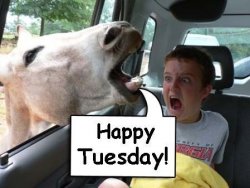 Happy Tuesday.jpg