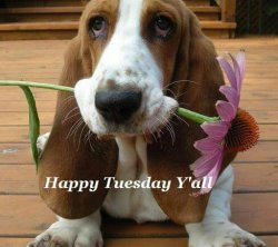 Happy Tuesday.jpg