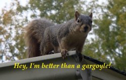 Better than a Gargoyle.jpg