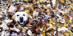 Dog in leaf pile.jpg