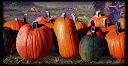 4AA10C18-4C1E-45FD-8301-1F2C137FE175.gif