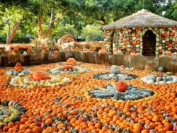 cinderellas-pumpkin-village.jpg