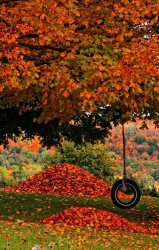 1fa571bed0a979324525446aa79a1720--autumn-trees-fall-leaves.jpg