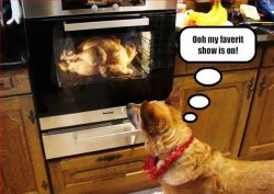 Dog TV.jpg