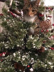 Ariel in the tree 2.JPG