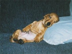 Lazy-Dog.jpg