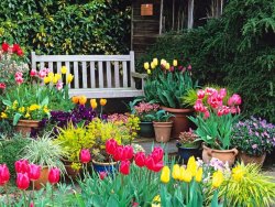 flores-bonitas-tulipanes-macetas-banco-jardin-ideas.jpg