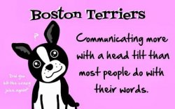 BOSTON TERRIER.jpg