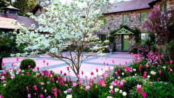 ancient-backyard-spring-flowers-springtime-colors-tulips-tree-blossoms-photos-1920x1080.jpg