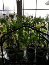 Tomato seedlings (Medium).jpg