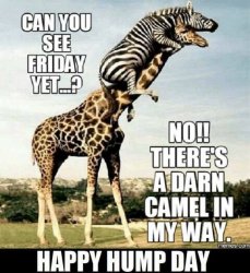hump day.jpg