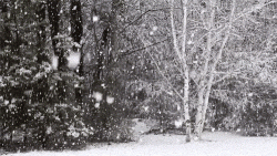 6020E95A-D95B-4AD4-8AB9-F99A3CF67AB2.gif
