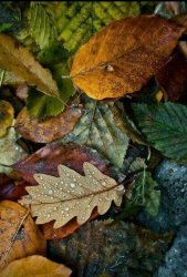 524ABEF8-42AC-472A-935A-5F14E664AE37.jpeg