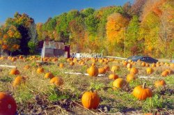 Pumpkin-Patch-New-England-Autumn_art.jpg