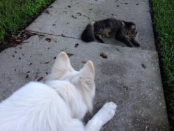 kitty.jpg