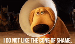 The cone of shame.gif