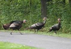 c5b6b95a8fca5a39c0ce9eb21800878a--wild-turkey-wild-birds.jpg