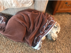 upload_2019-1-13_11-16-55.png