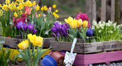 spring_bulbs.jpg