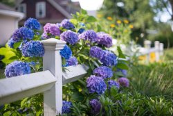 hydrangea.jpg