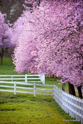 a927a42072b47f3c2ebf0c2242d07ab0--blossom-trees-cherry-blossoms.jpg