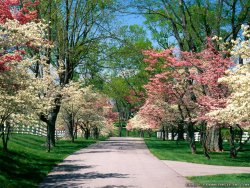 garden-wallpapers-1080p-For-Desktop-Wallpaper.jpg