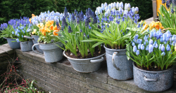 Potted-Flowers-195.png