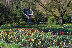 tulips-rose-garden-cottage-stanley-park-vancouver-38435.jpg