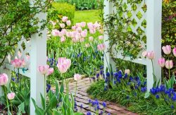 53999531-tulips-and-hyacinths-in-spring-garden-with-brick-walkway.jpg