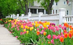 Tulips-along-the-fence.jpg