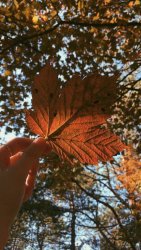 C0042866-0A3C-4F69-9E1D-B0CC7374B128.jpeg