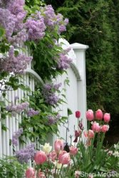 f448555b1157e9ea1bb4c0209ac13897--white-fence-white-picket-fences.jpg