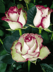 A3AF4DB3-0574-46BF-AEB1-F68EC1D54C35.gif