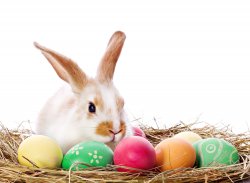 easter-bunny23263.jpg