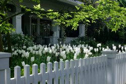 Residence-Seattle-Tulips-02.jpg