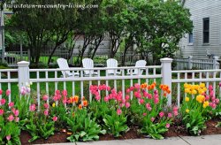 Tulips-along-the-fence-2.jpg