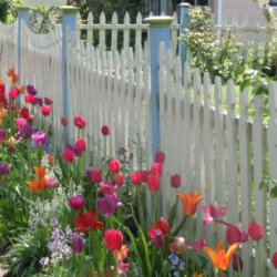 white_picket_fence_with_tulips_plate-r3689565699984716bef5d06a67033ca0_ambb0_8byvr_307.jpg