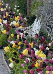 0f0d55ab5f9a0ae1f21805a9afeb6093--planting-tulips-tulips-garden.jpg
