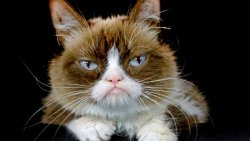 grumpycat.jpg