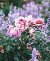 A4FA48AB-1916-4A04-A5BE-2136A3DEA91A.jpeg