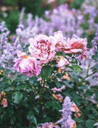 6198CD1C-4D0B-4C87-8097-CB416CE3246A.jpeg