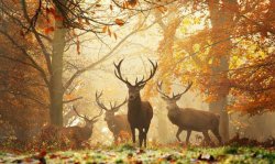 autumn-1012142.jpg