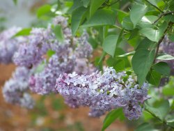 spring - fav 3.JPG