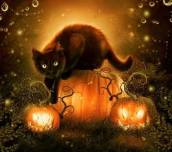 E1ddc87d51de585f020784e9efe0903b-halloween-cat-halloween-pictures.jpg
